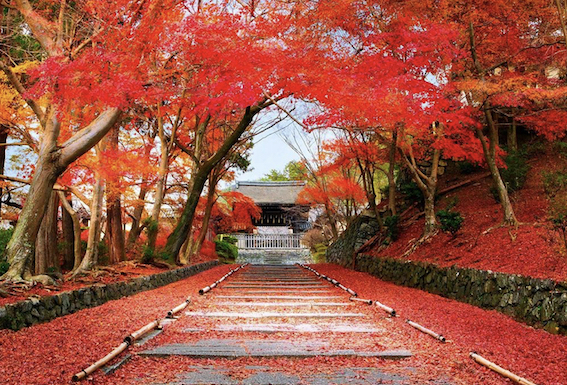 Mùa lá đỏ Nhật Bản diễn ra vào tháng mấy? Đâu là nơi đẹp nhất?